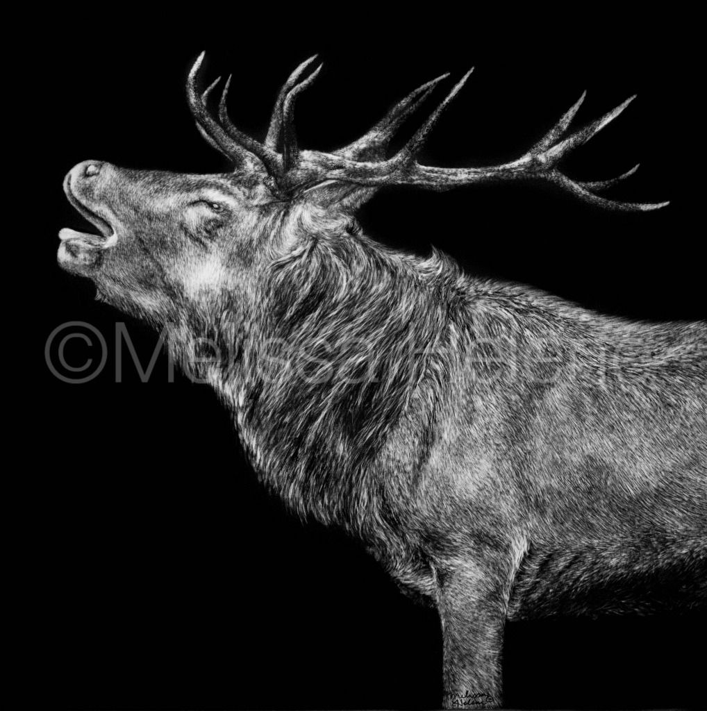 Elk | Original | 12"x12"