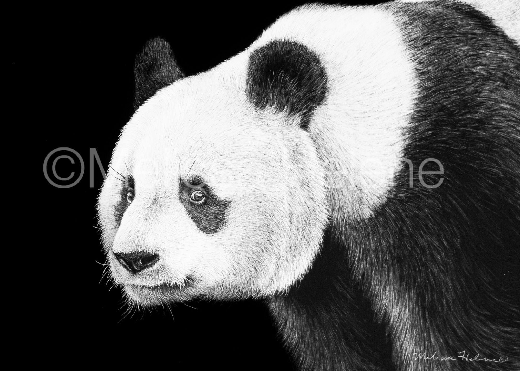 Giant Panda 02 | Reproduction