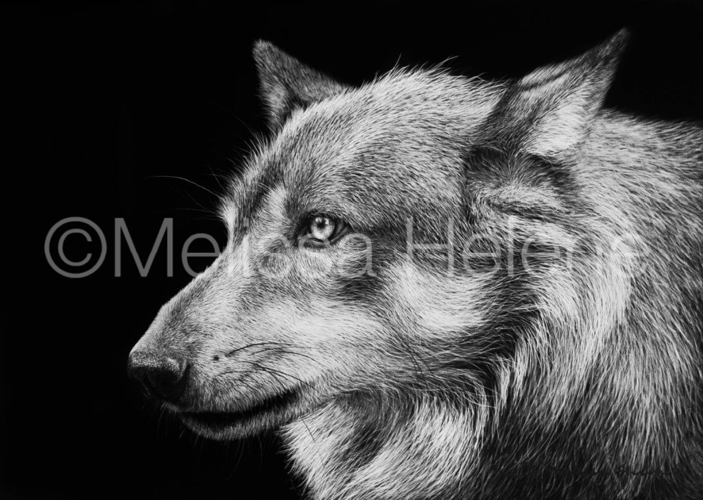 Timberwolf 02 | Reproduction