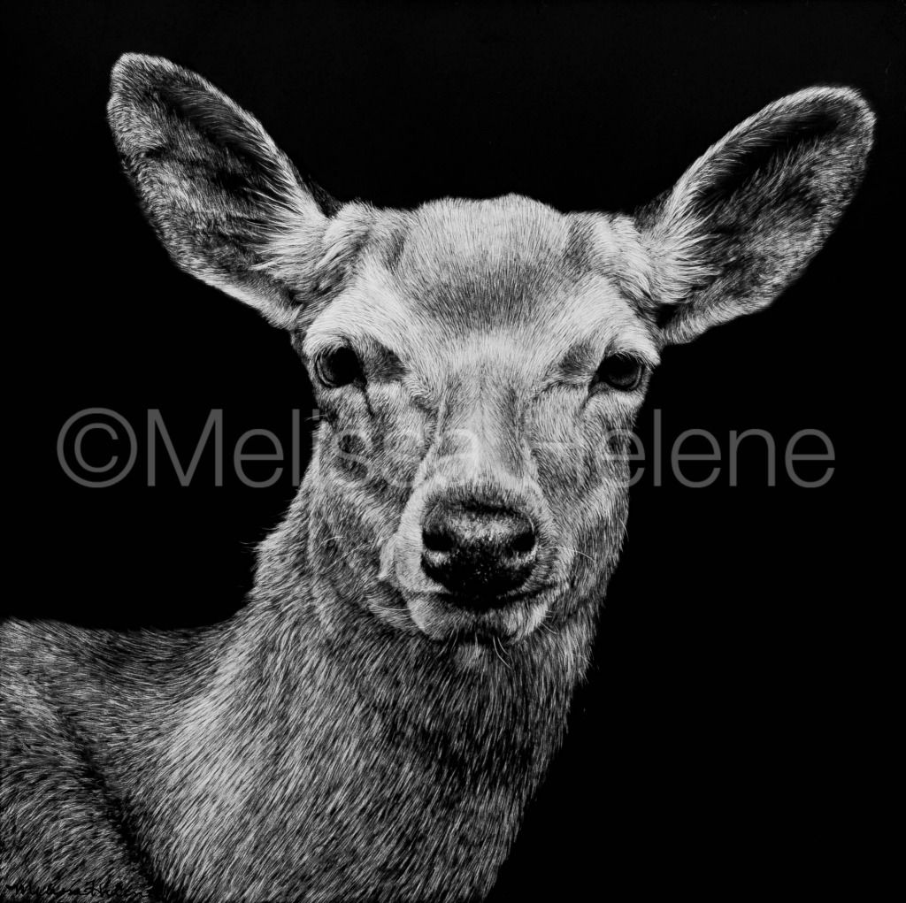 Mule Deer | Reproduction