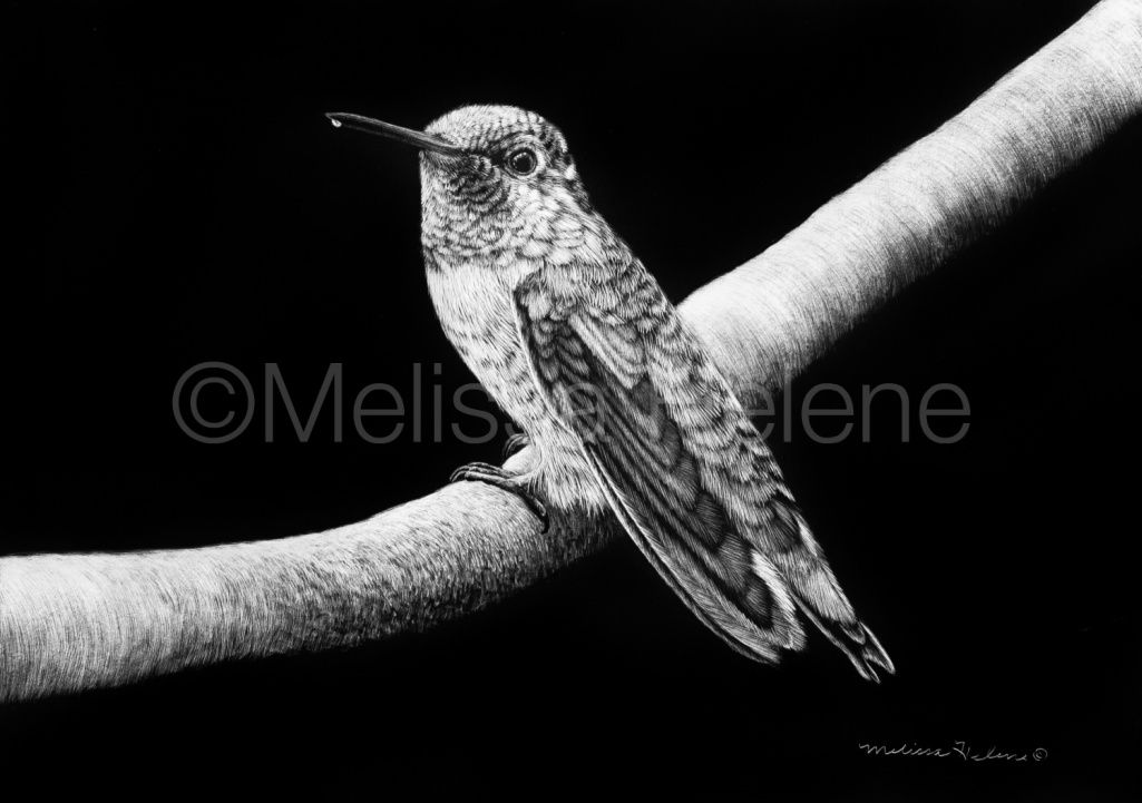 Hummingbird | Reproduction