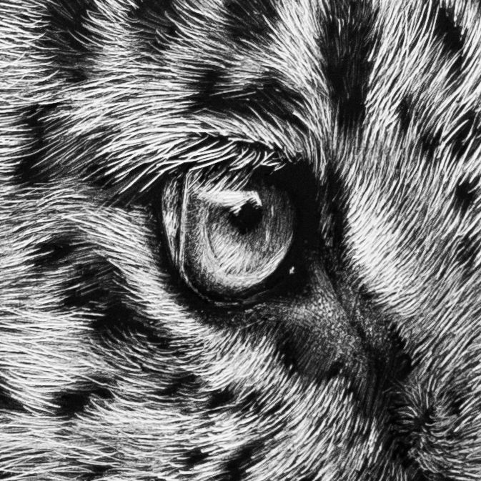 Scratchboard Tutorial Eyes Blog Post Melissa Helene Fine Arts