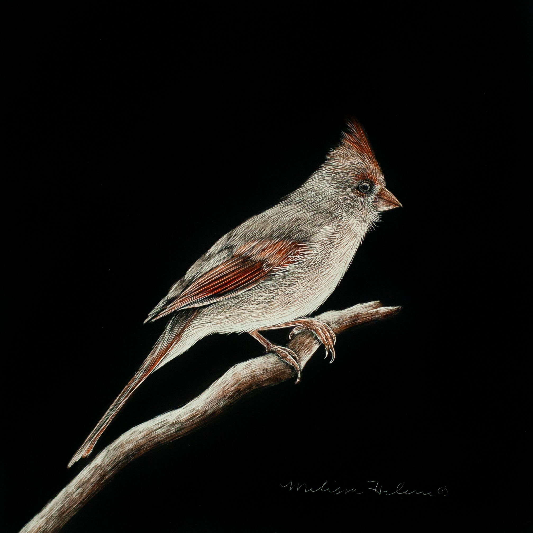 Northern Cardinal (female) | Original | 5x5