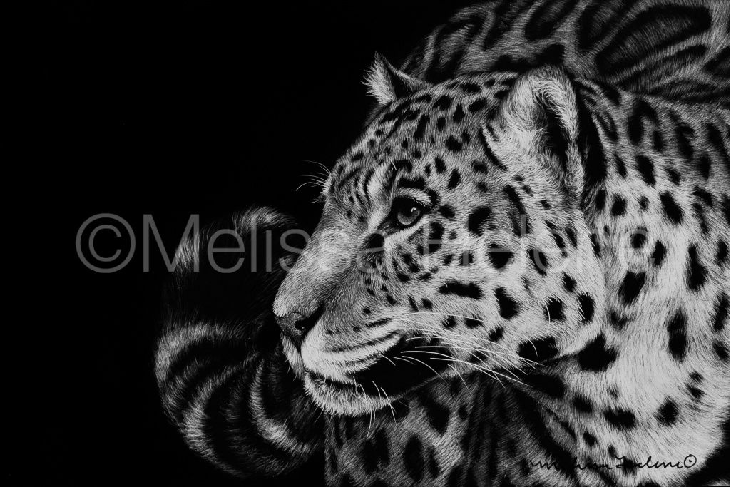 Jaguar 02 | Reproduction