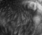 scratchboard fur details