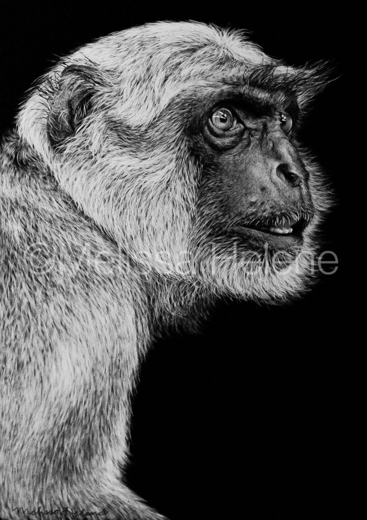 Gray Langur scratchboard