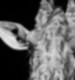 giraffe scratchboard by Melissa Helene Fine Arts