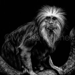 Tamarin, Golden Headed Lion