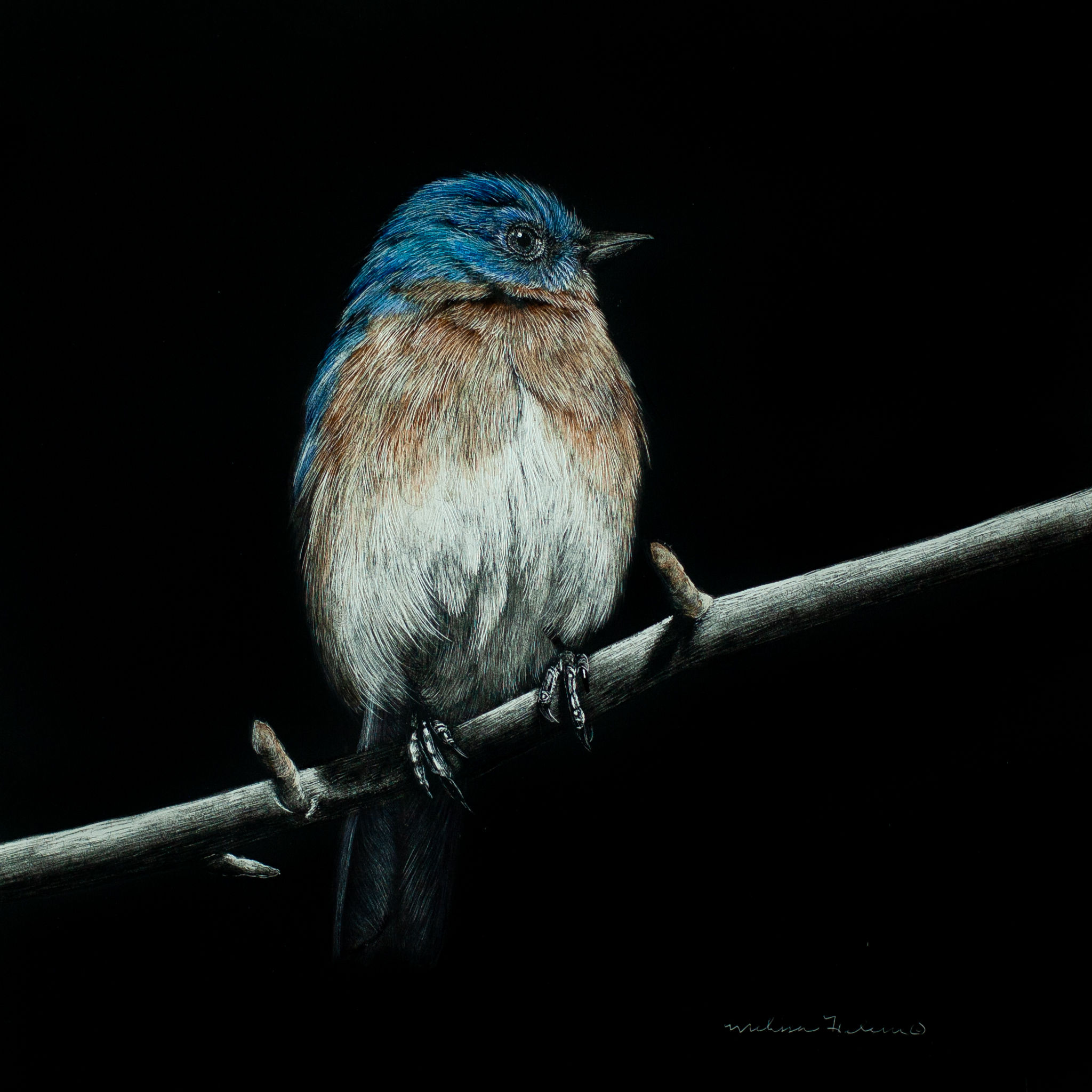 Bluebird | Colored Reproduction