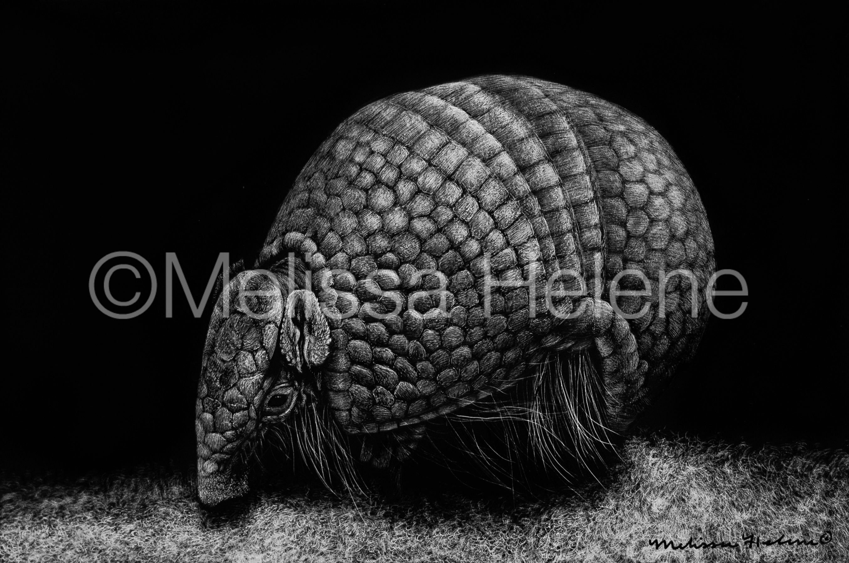 Armadillo | Reproduction