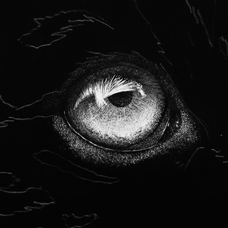 Scratchboard Tutorial Eyes Blog Post Melissa Helene Fine Arts