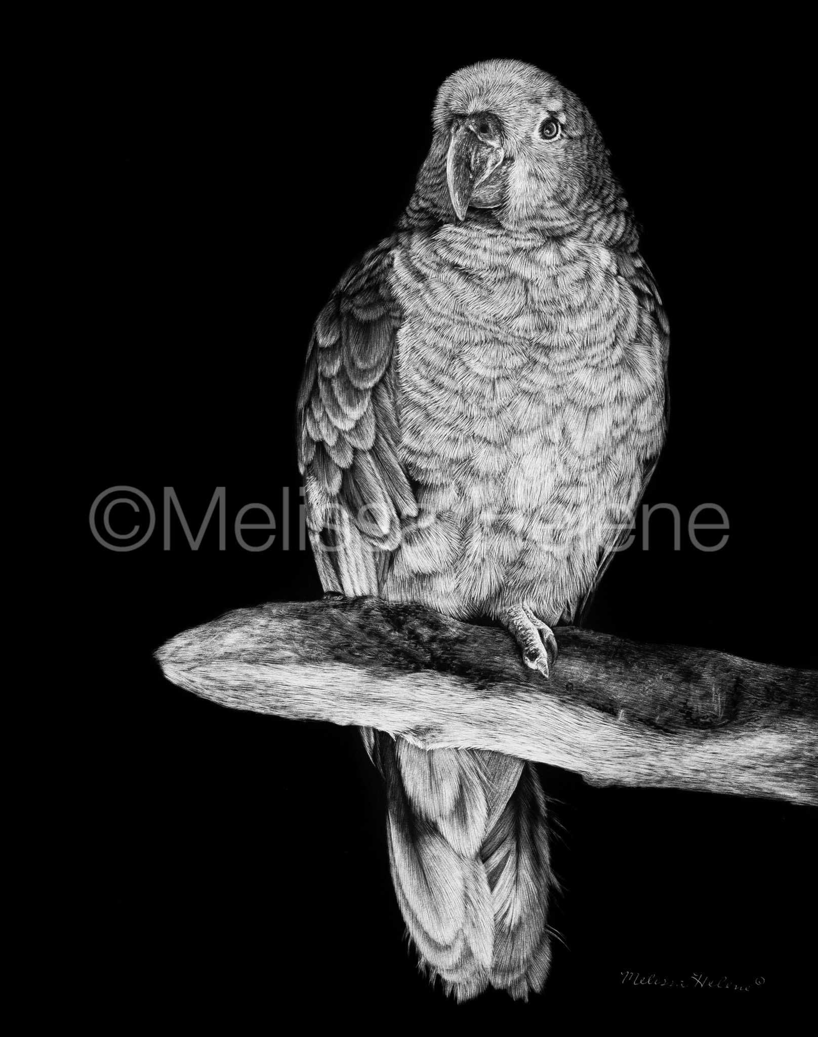 Parrot | Original | 10"x8"