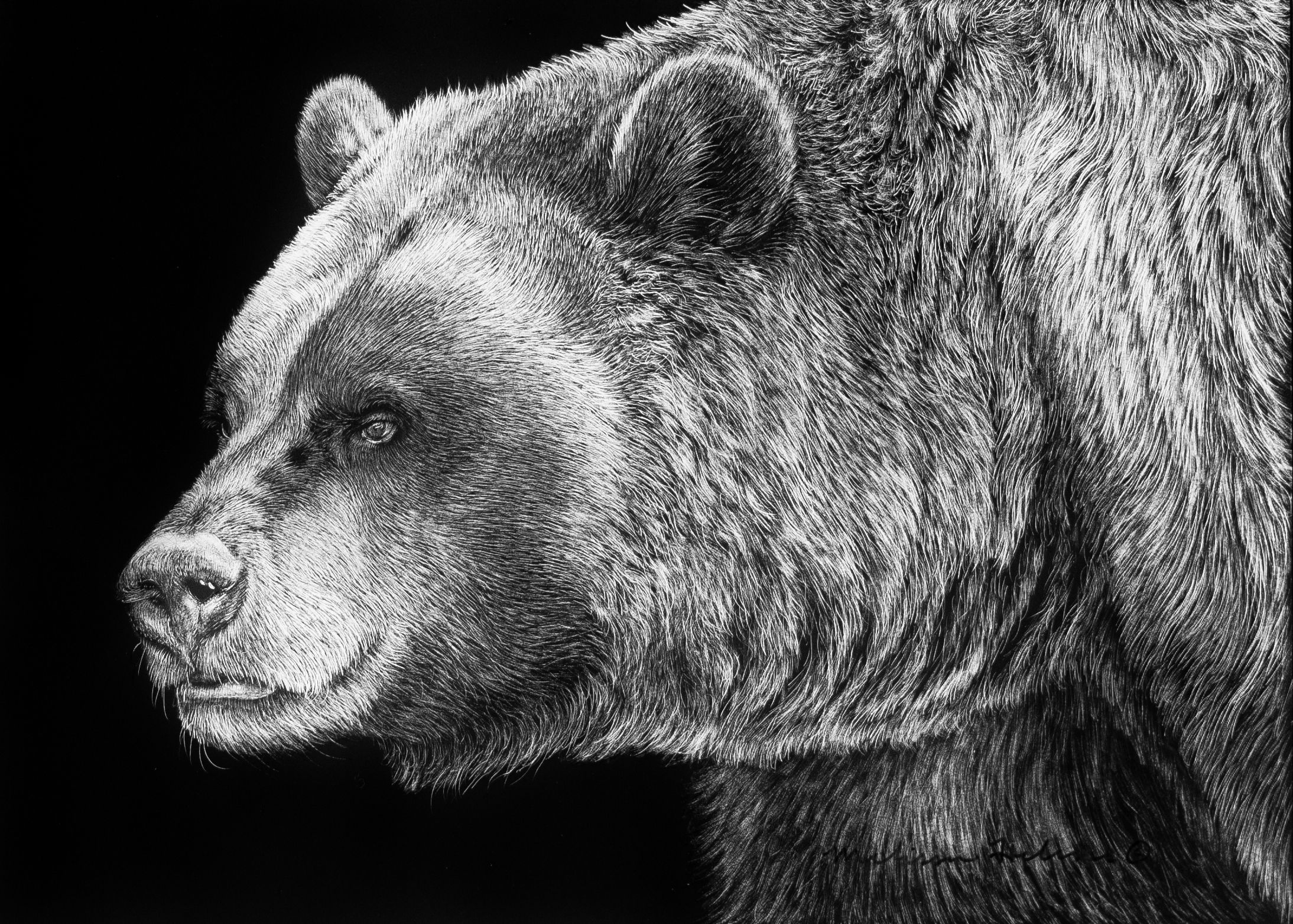 Grizzly Bear | Original | 5"x7"