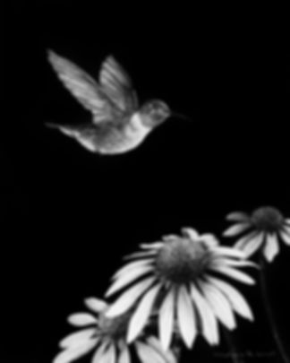 Hummingbird w/ Cone Flowers | Original | 10"x8"