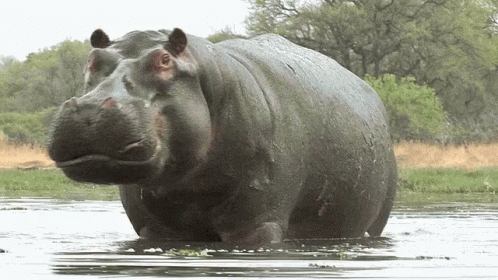 hippo.gif