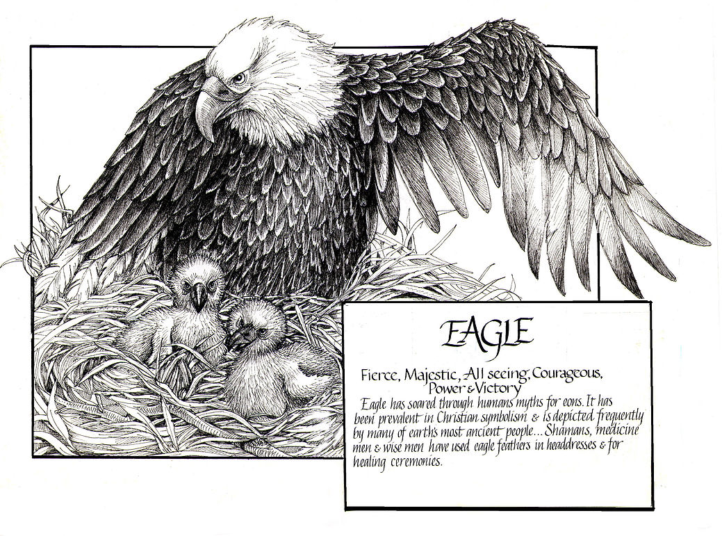 webs Bald Eaglepen and ink .jpg