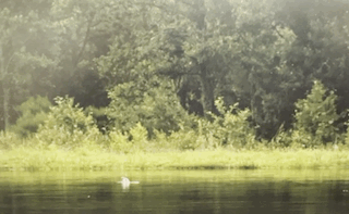 An Osprey darting into the water and catching a fish.