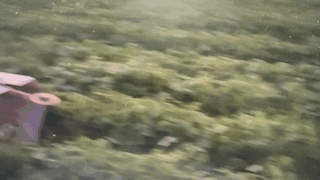 A visual of two Weedbots weeding a growing field. 