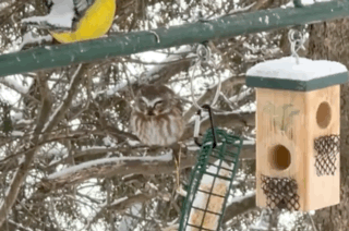 Motion video captured of a Northern Saw-Whet Owl in Northern Michigan.