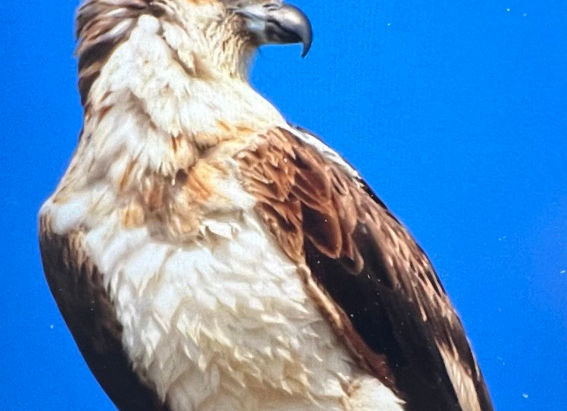 Birds of Prey: The Magnificent and Ever Present Osprey!