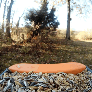 A visual of an arriving bird to the Bird Buddy feeder and an alert being sent to the owners phone. 