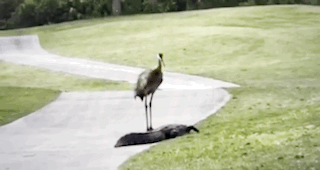 A video of a Sandhill Crane intimidating an alligator.