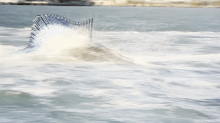 A semi-submerged Seabreacher Marlin powering through open water.