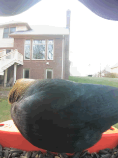 A visual of a Brown-Headed Cowbird feeding at a bird feeder.