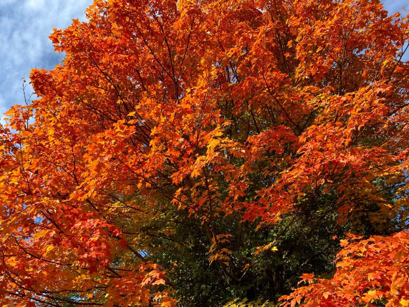 A beautiful color-changing fall tree.