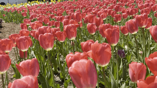 Tulips moving in the warm Spring breeze in Holland, Michigan.