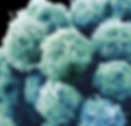 Embryonic Stem Cells