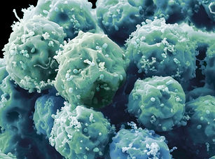 Embryonic Stem Cells