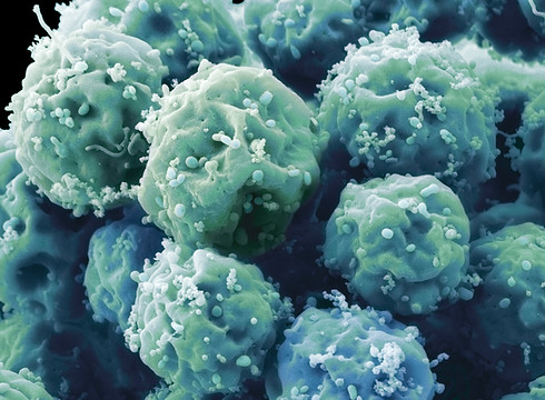 Embryonic Stem Cells