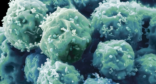 Embryonic Stem Cells