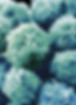 Embryonic Stem Cells