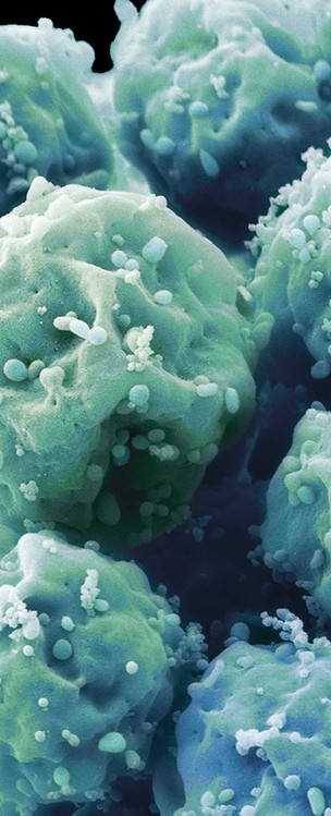 Embryonic Stem Cells