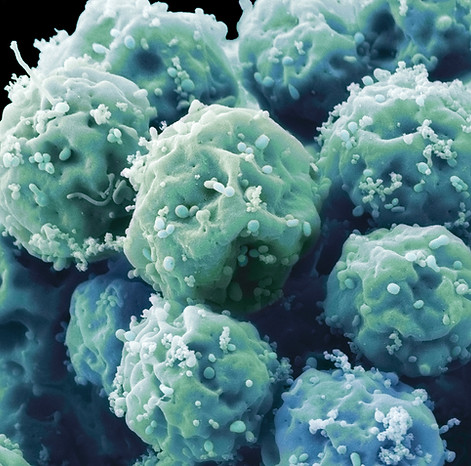 Embryonic Stem Cells