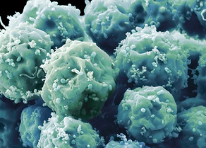 Embryonic Stem Cells
