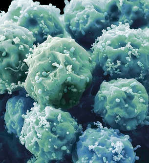 Embryonic Stem Cells