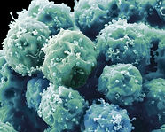 Biological Sciences
