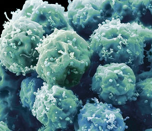 Embryonic Stem Cells