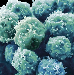 Embryonic Stem Cells