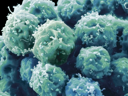 Biological Reproduction Mini Video