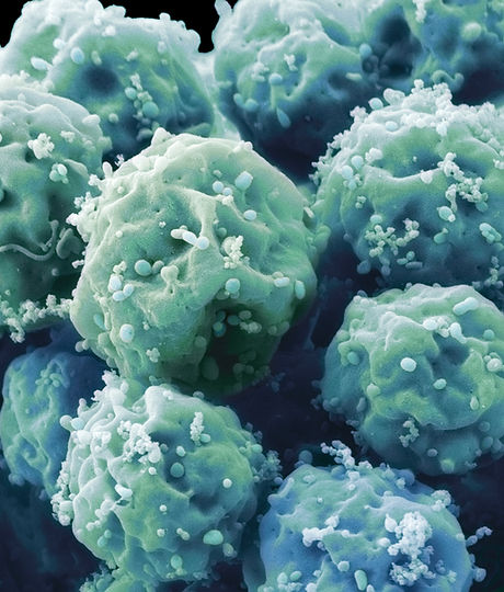 Embryonic Stem Cells