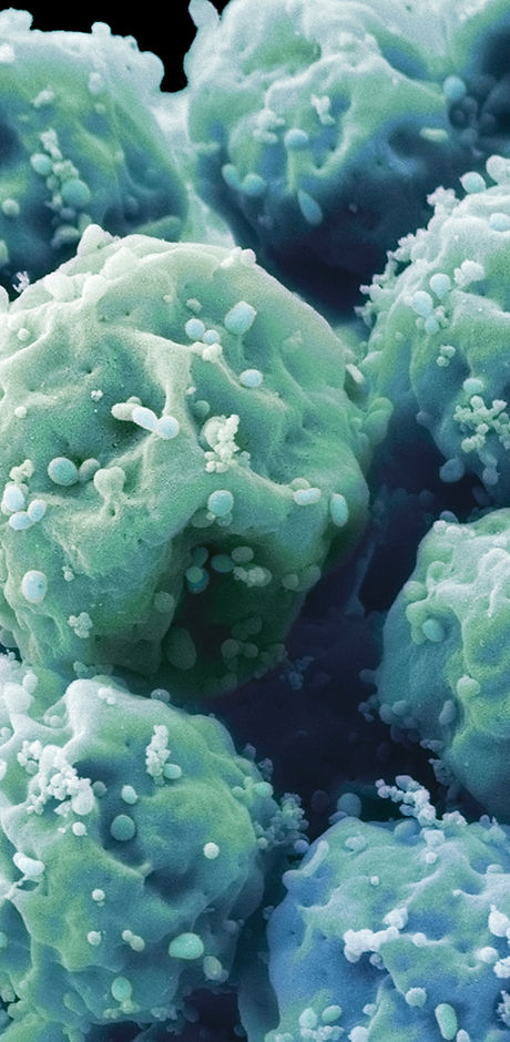 Embryonic Stem Cells