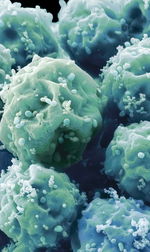 Embryonic Stem Cells