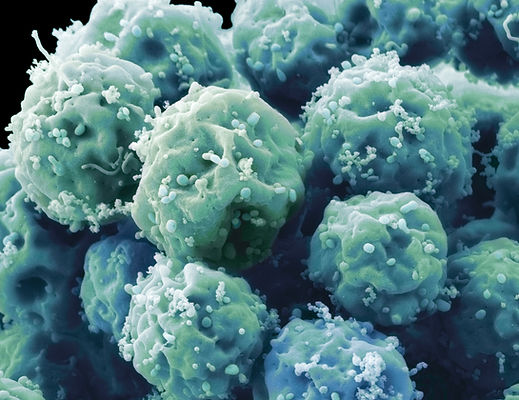 Embryonic Stem Cells