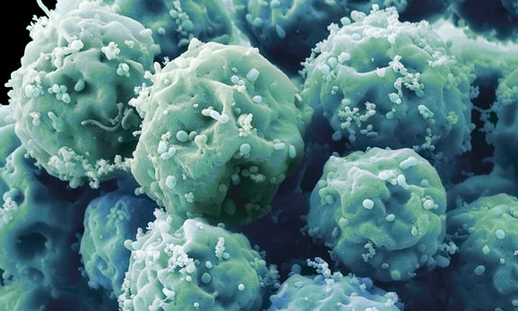 Embryonic Stem Cells