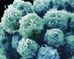 Chiropractic and Immunity!