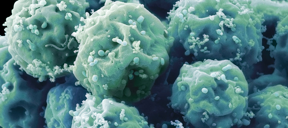Embryonic Stem Cells